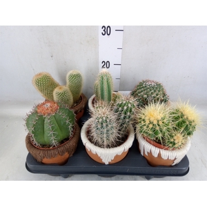 Cactus   ...