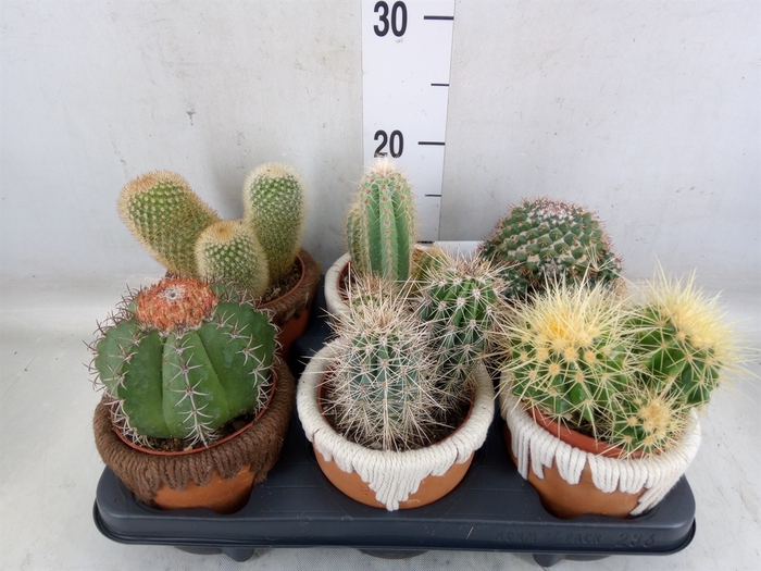 <h4>Cactus   ...</h4>