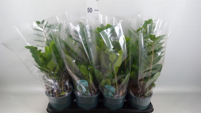 <h4>Zamioculcas zamiifolia</h4>