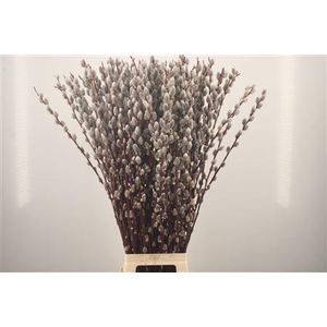 Salix Magical Silver