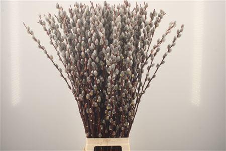 <h4>Salix Magical Silver</h4>
