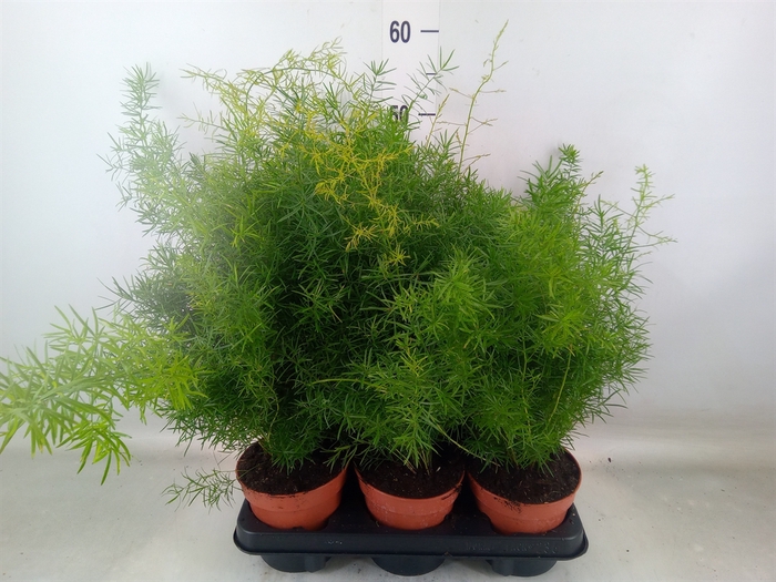 <h4>Asparagus dens. 'Sprengeri'</h4>