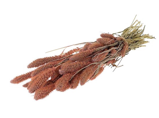 Bunch Setaria Slv L60