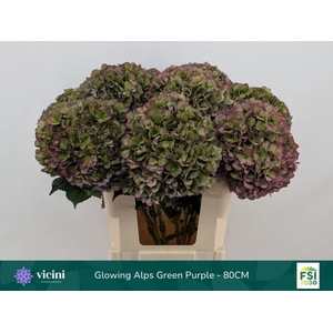 Hydrangea  'Glowing Alp Purple'  CL