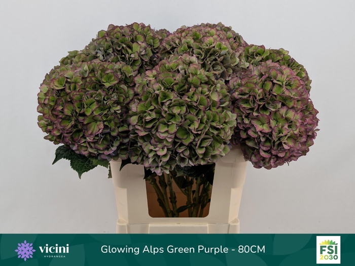 <h4>Hydrangea  'Glowing Alp Purple'  CL</h4>