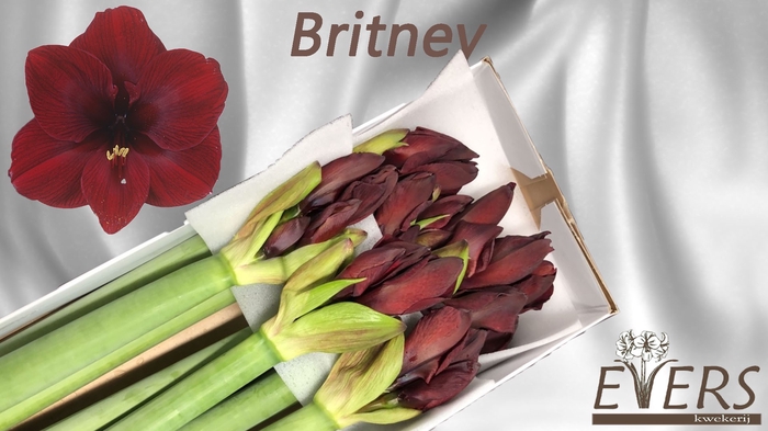 <h4>HIPP GA BRITNEY</h4>