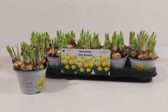 <h4>NARC D TETE BOUCLE</h4>