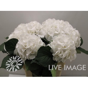 Hydrangea schneeball