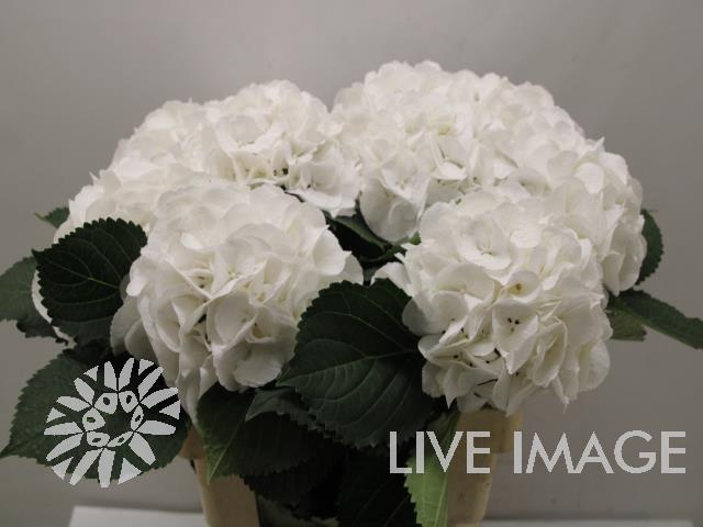 <h4>Hydrangea schneeball</h4>
