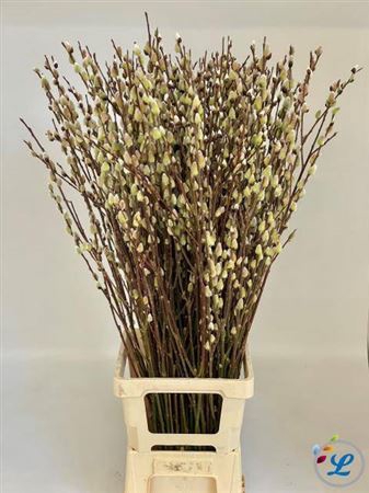 <h4>T Salix Wilgenkatjes 100cm</h4>