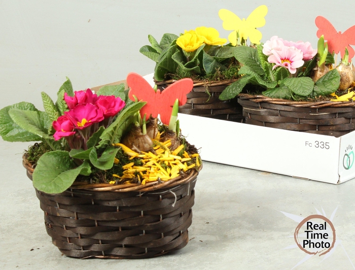 <h4>ARR TUINPLANTEN</h4>