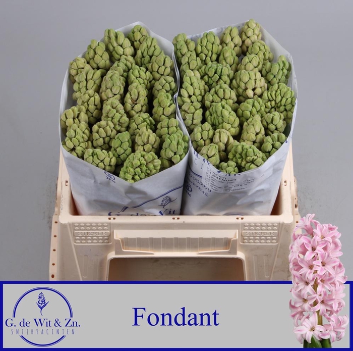 <h4>HYAC FONDANT</h4>