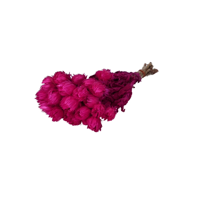 <h4>Droogbloem Kaaps 45cm</h4>