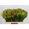 Leucadendron Goldstrike