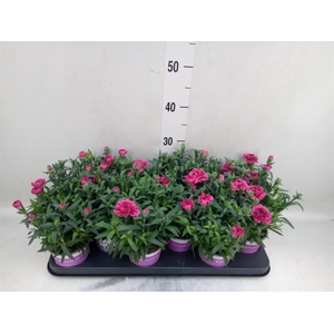 Dianthus  'Oscar Purple Wings'