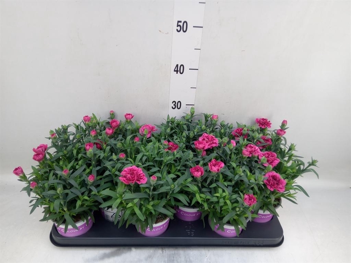 <h4>Dianthus  'Oscar Purple Wings'</h4>