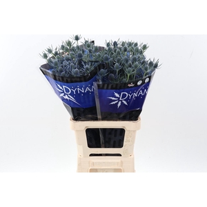 Eryng Blue Dynamite 70cm