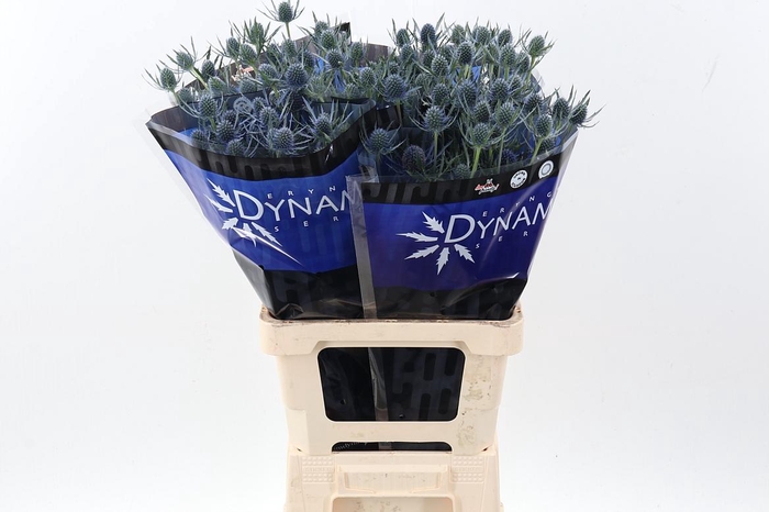 <h4>Eryng Blue Dynamite 70cm</h4>