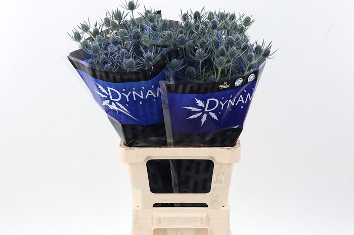 <h4>Eryng Blue Dynamite 70cm</h4>