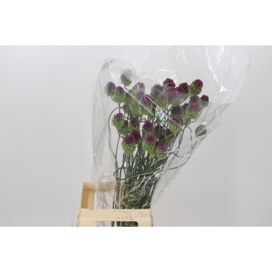 Allium Dancing Tancho