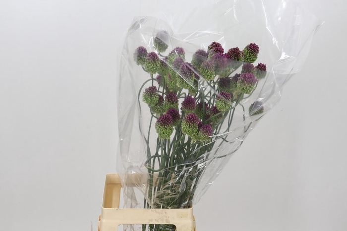 <h4>Allium Dancing Tancho</h4>