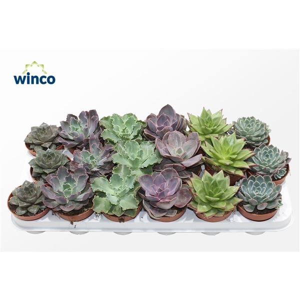 <h4>Echeveria Autumn Mix</h4>