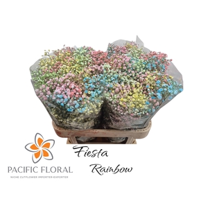 Gyps Klb Rainbow Fiesta Pacific