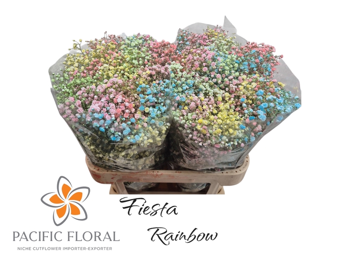 <h4>Gyps Klb Rainbow Fiesta Pacific</h4>