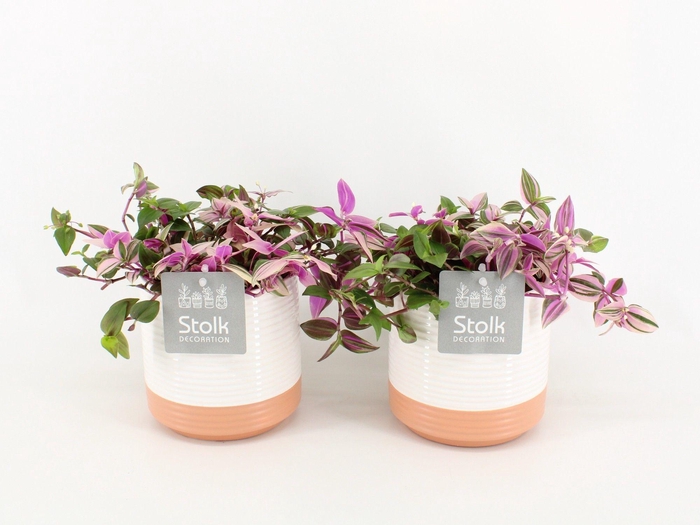 <h4>Tradescantia Quadricolor In Milou keramiek</h4>