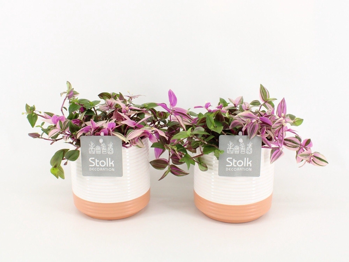 <h4>Tradescantia Quadricolor In Milou keramiek</h4>