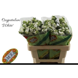 OXY CO PERF WHI HARM