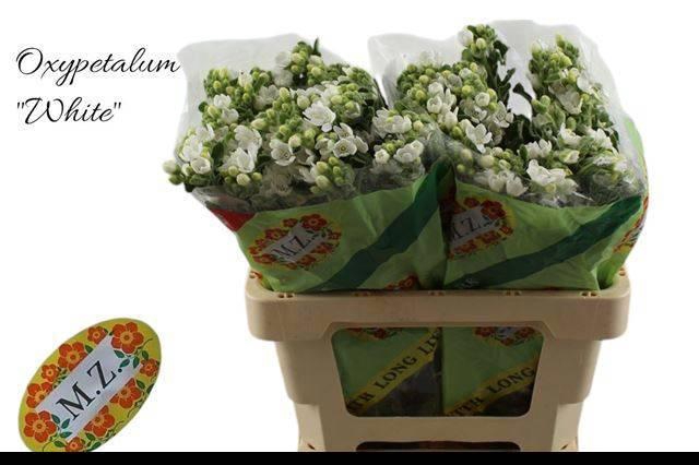 <h4>Oxy Co Perf Whi Harm</h4>