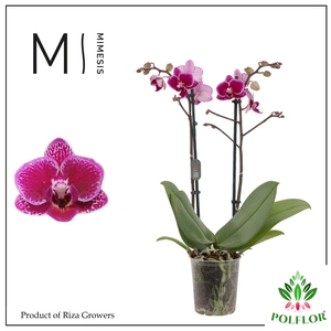 Phalaenopsis MF Hornglin Vicky 9Ø 45cm 2st 16fl