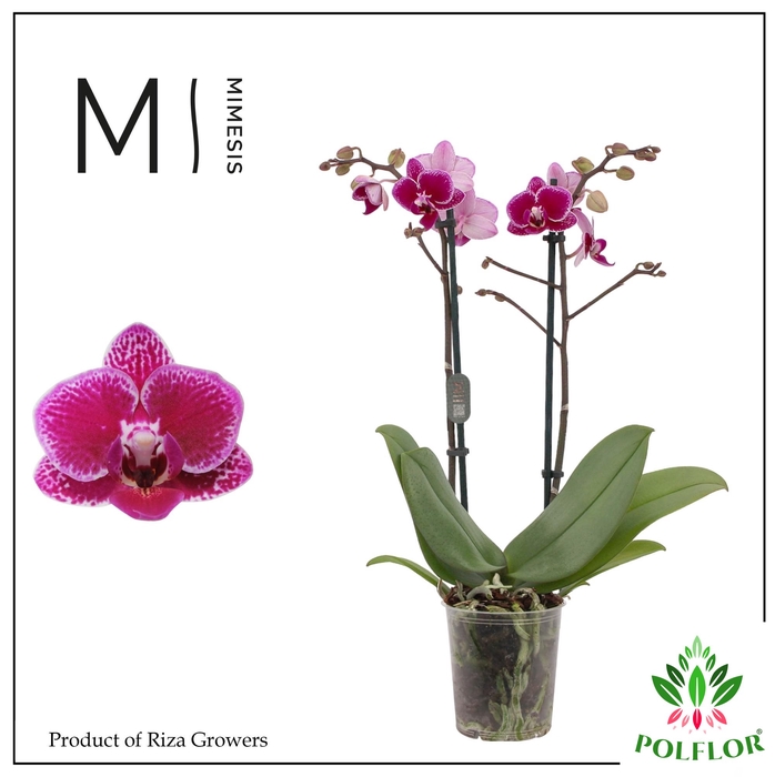 Phalaenopsis MF Hornglin Vicky 9Ø 45cm 2st 16fl