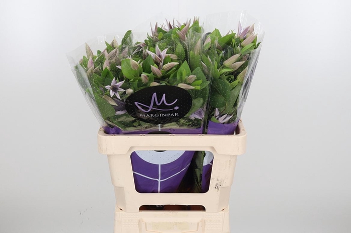 <h4>Clem Amazing Miami</h4>