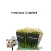 Narcissus Cragford 566