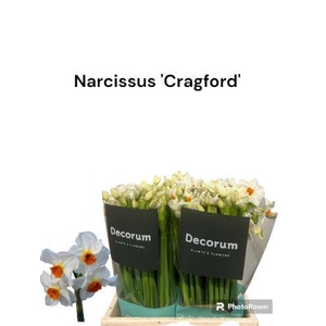 Narcissus Cragford 566