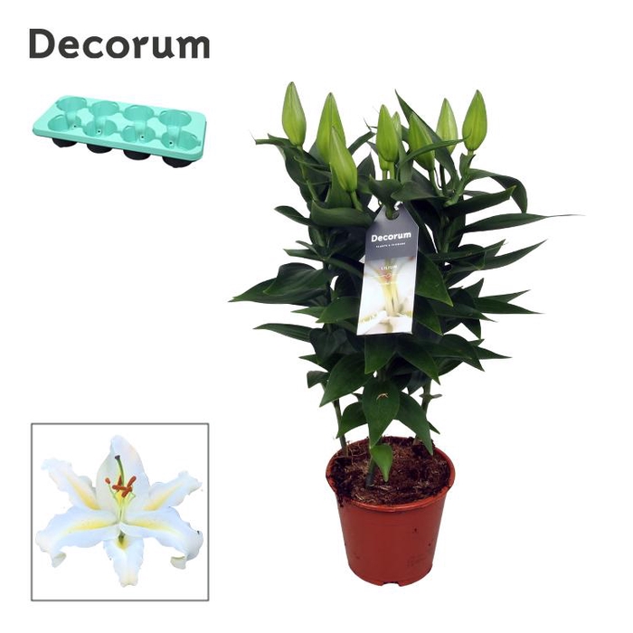 <h4>Lilium Or Starlight White 13cm</h4>