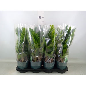 Zamioculcas zamiifolia