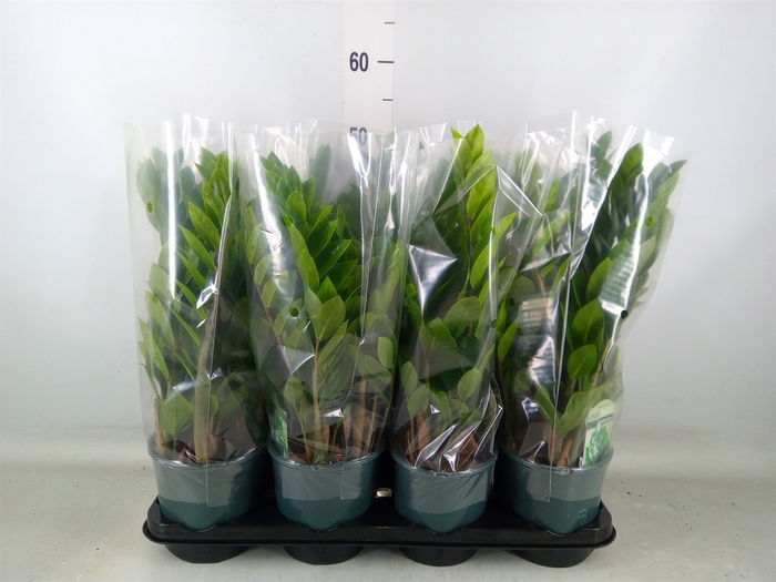 <h4>Zamioculcas zamiifolia</h4>