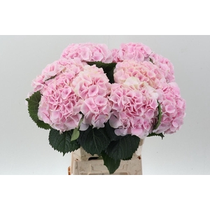 Hydr M My Pinktou Rz