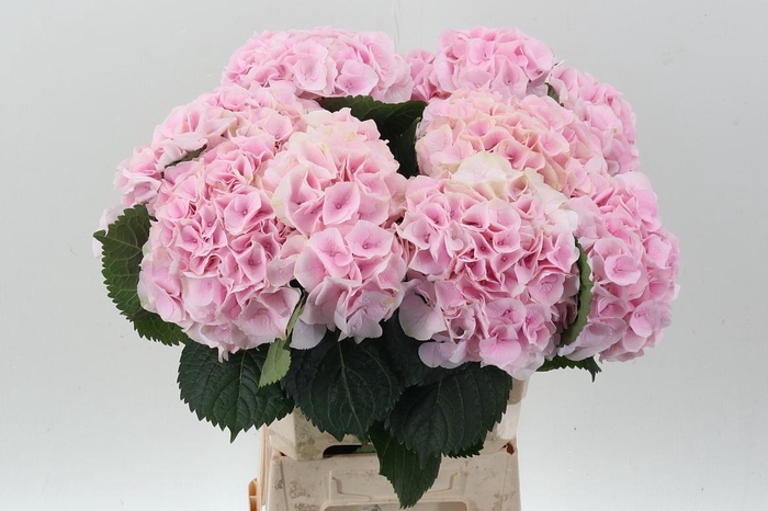 <h4>Hydr M My Pinktou Rz</h4>