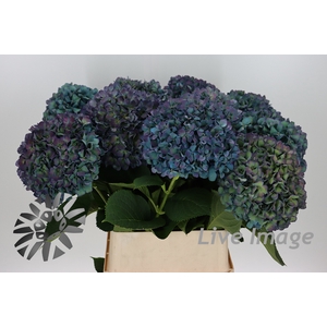 Hydrangea pimpernel classic