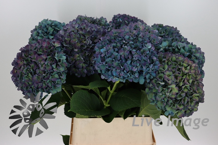 <h4>Hydrangea pimpernel classic</h4>