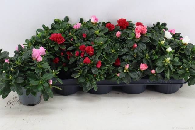 <h4>RHODO SI VOGEL GEM</h4>
