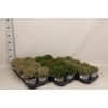 Kruiden I Mentha Mix