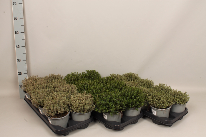 Kruiden I Mentha Mix