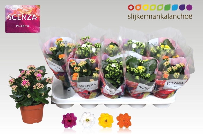 <h4>KAL GE GEM 4 KL</h4>