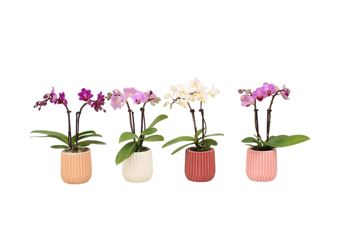 <h4>Ruby Mix Tiny Dolls Mix 2T10+ Aqu@</h4>