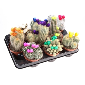 Cactus decoratie strobloem mix